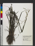 Paspalum thunbergii Kunth ex Steud. 