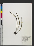 Vittaria zosterifolia Willd. ѱa