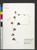 Dunbaria rotundifolia (Lour.) Merr. 긭