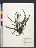 Liriope muscari (Decne.) L. H. Bailey ︭V