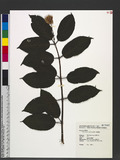Cephalanthus naucleoides DC. c