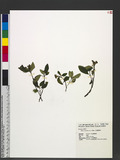Ophiorrhiza kuroiwae Makino pDگ
