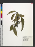 Ficus sarmentosa Buch.-Ham. ex J. E. Sm