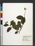 Tripterygium wilfordii Hook. f. p