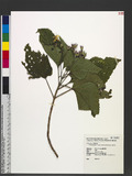Clerodendrum chinense (Osbeck) Mabberley 臭茉莉