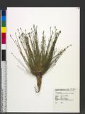 Eleocharis geniculata (L.) Romer & Schult. sĩ