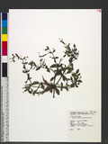 Lindernia procumbens (Krock.) Philcox W