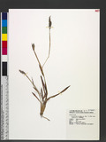 Ischaemum barbatum Retz. var. gibbum (Trin.) Ohwi forma nodulosum Ohwi FnL