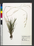 Agrostis infirma Büse var. formosana (Hack.) Veldkamp sѿo