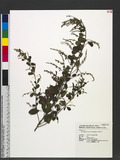 Lespedeza formosa (Vogel) Koehne JKl