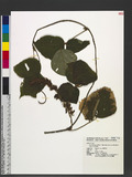Pueraria lobata (Willd.) Ohwi subsp. thomsonii (Benth.) H. Ohashi & Tateishi j