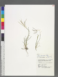 Chloris divaricata R. Br.