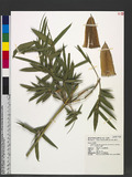 Bambusa pachinensis Hayata var. hirsutissima (Odashima) W. C. Lin K