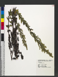 Artemisia indica Willd. 