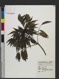 Tetradium glabrifolium (Champ. ex Benth.) T. G. Hartley J