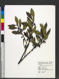 Cleyera japonica Thunb. var. taipinensis H. Keng ӥsH