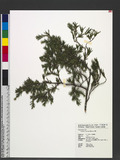Juniperus formosan...
