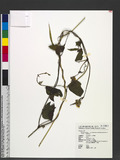 Dolichos trilobus L. var. kosyunensis (Hosokawa) Ohashi & Tateishi T