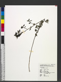 Sida rhombifolia L...