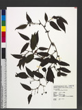 Smilax arisanensis Hayata sn