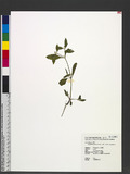 Alternanthera philoxeroides (Mart.) Griseb. Ť߽l