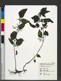 Pilea angulata (Bl...