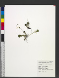 Lapsanastrum apogonoides (Maxim.) H. J. Pak & K. Bremer
