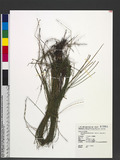 Trichophorum subcapitatum (Thwaites & Hook.) D. A. Simpson ɤswĩ