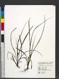 Carex rhynchachaenium C. B. Clarke ex Merrill qW