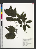 Smilax lanceifolia Roxb. OWgd
