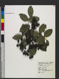 Zanthoxylum nitidum (Roxb.) DC. 