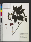Rhododendron chilanshanense Kurashige sY