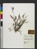 Eragrostis amabilis (L.) Wight & Arn. ex Nees V