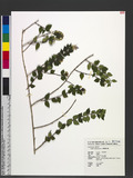 Abelia chinensis R...