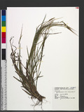 Heteropogon contortus (L.) P. Beauv. ex Roem. & Schult. T