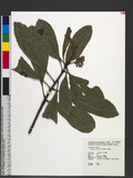 Buchanania arborescens Blume sBl