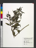 Knoxia corymbosa Willd. դ