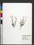 Lindernia crustacea (L.) F. Muell. Žަ