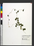 Dunbaria rotundifolia (Lour.) Merr. 긭