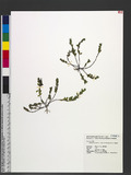 Kummerowia striata (Thunb. ex Murray) Schindl. 