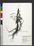 Cassytha filiformis L. Lگ