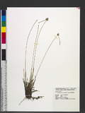 Lipocarpha microcephala (R. Br.) Kunth Jʯ