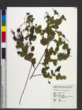 Pycnospora lutescens (Poir.) Schindl. Kl