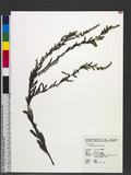 Artemisia japonica Thunb. dU