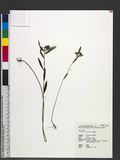 Crotalaria sessiliflora L. ʦX
