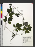Gynostemma pentaphyllum (Thunb.) Makino 