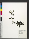 Tylophora ovata (Lindl.) Hook. ex Steud. ý