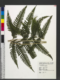 Pteris biaurita L. ߻