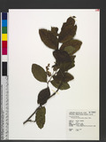 Homalium cochinchinensis (Lour.) Druce ѮƤ