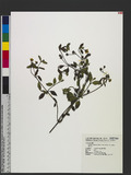 Wedelia prostrata (Hook. & Arn.) Hemsl. var. robusta Makino